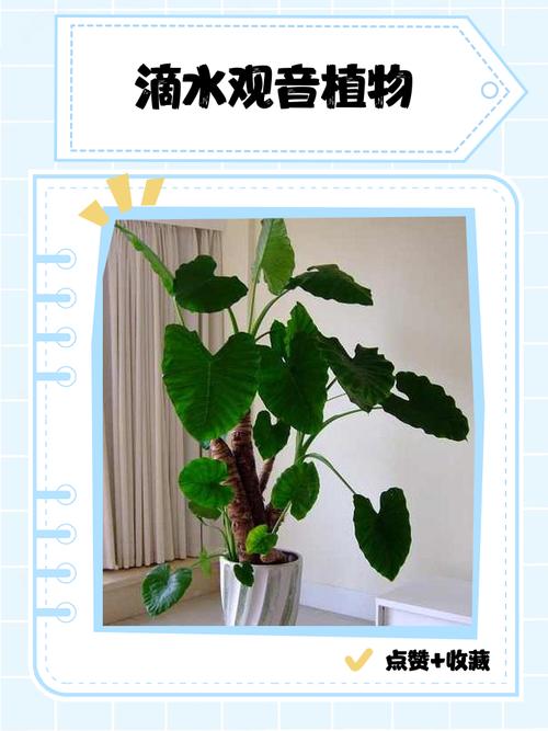 滴水观音跟水培榕树区别-第1张图片-吾爱花网