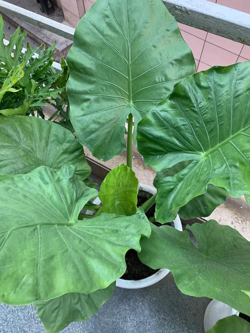 滴水观音跟水培榕树区别-第2张图片-吾爱花网