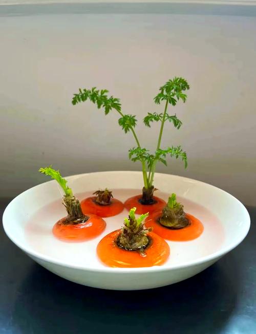 冬天适合水培蔬菜有哪些-第2张图片-吾爱花网