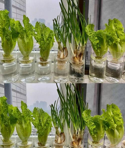 冬天适合水培蔬菜有哪些-第1张图片-吾爱花网