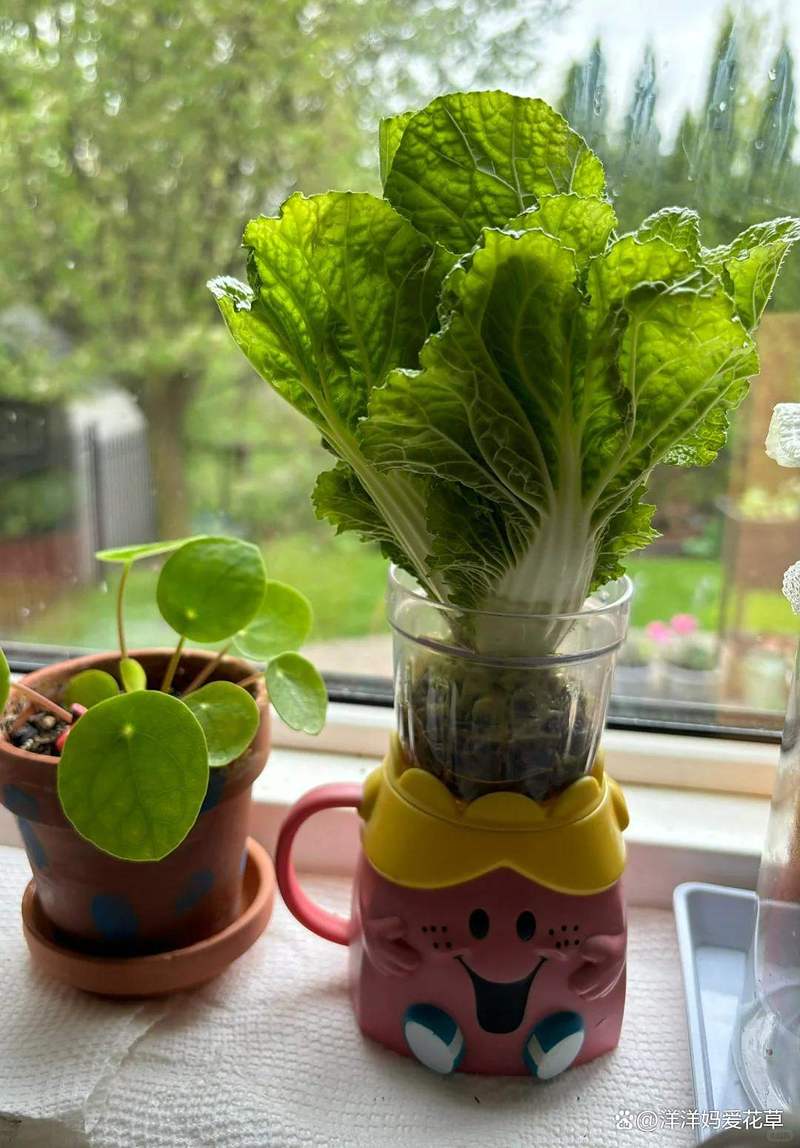 冬天适合水培蔬菜有哪些-第3张图片-吾爱花网