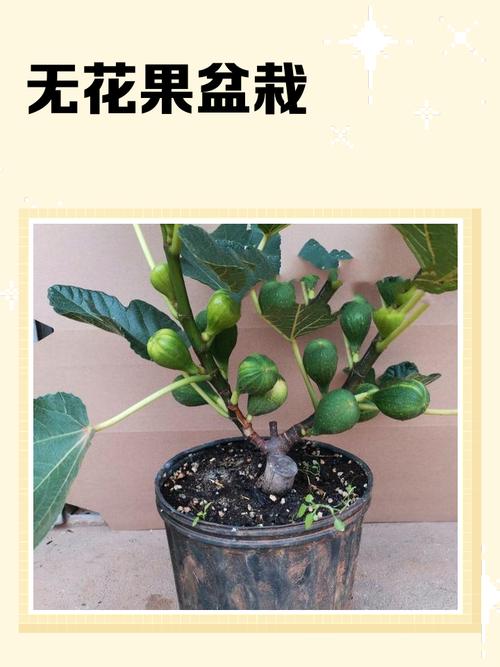 盆栽室内无花果怎么养-第1张图片-吾爱花网