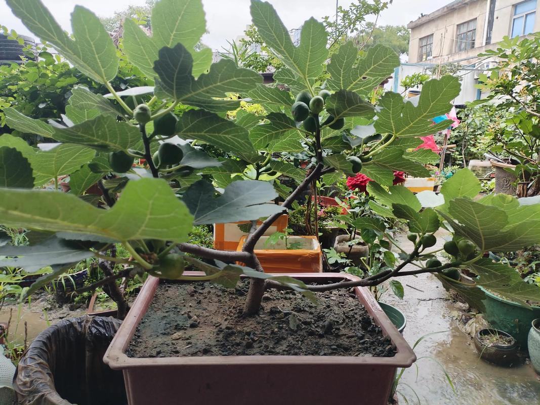 盆栽室内无花果怎么养-第3张图片-吾爱花网