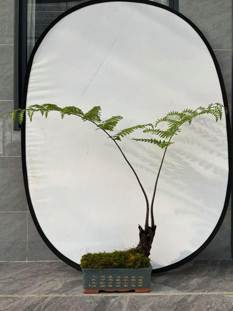 大型盆栽蕨类植物如何养护？-第1张图片-吾爱花网