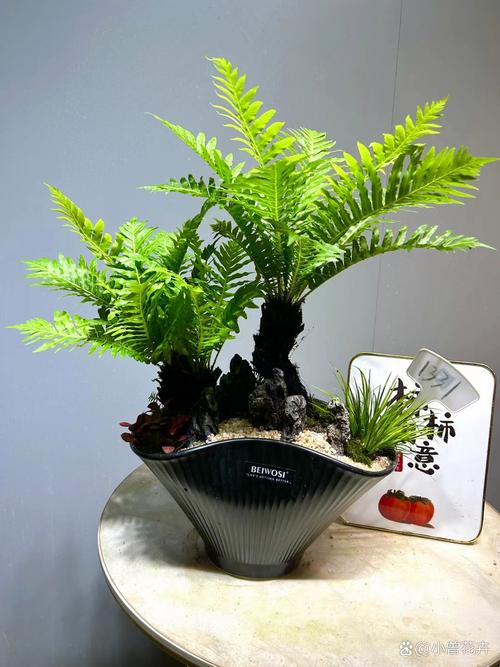 大型盆栽蕨类植物如何养护？-第2张图片-吾爱花网