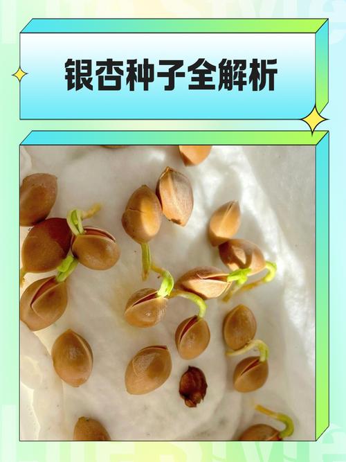 银杏种子捡来能直接种盆栽吗？-第1张图片-吾爱花网