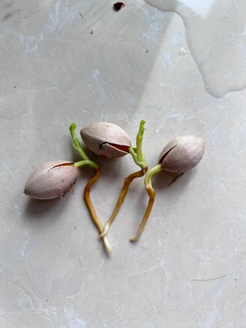 银杏种子捡来能直接种盆栽吗？-第2张图片-吾爱花网