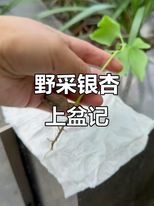 银杏种子捡来能直接种盆栽吗？-第3张图片-吾爱花网