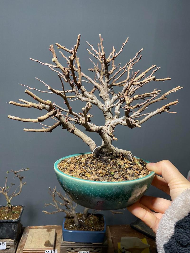 梅花盆栽枝干长白斑是何原因？-第2张图片-吾爱花网