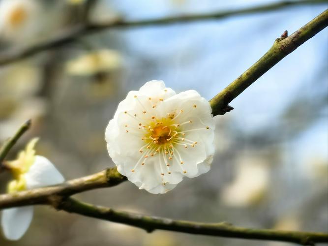 梅花盆栽枝干长白斑是何原因？-第1张图片-吾爱花网