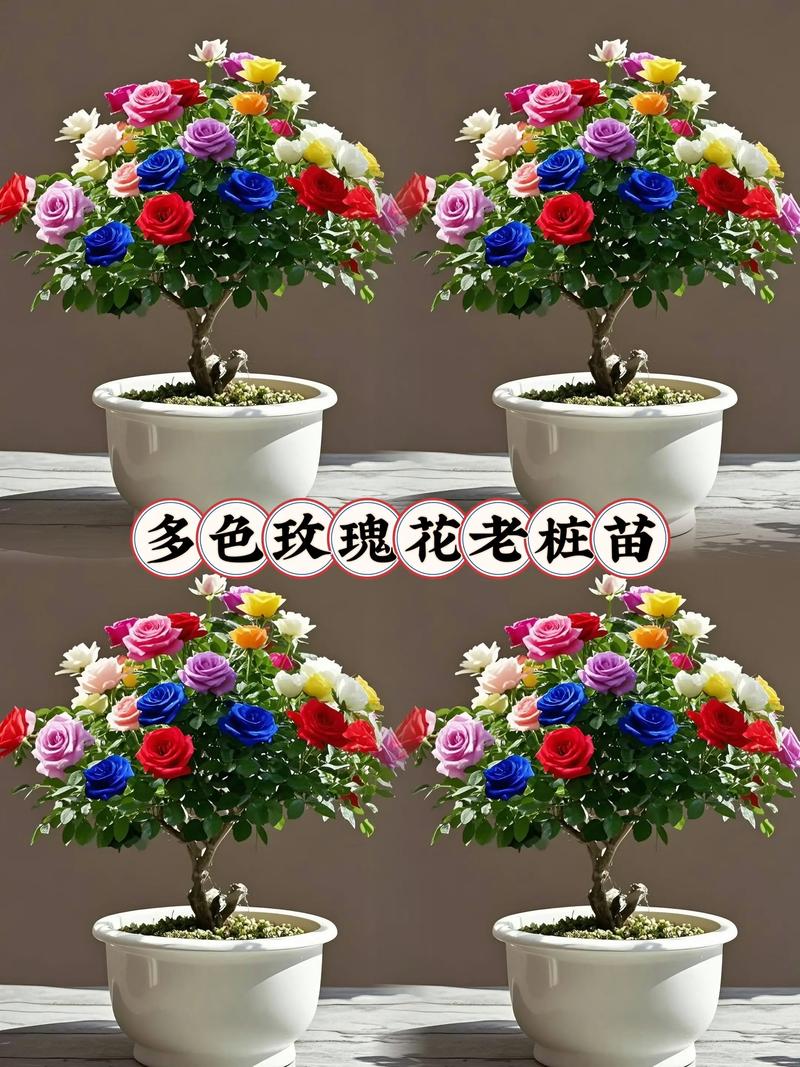 盆栽玫瑰为何生长停滞？-第1张图片-吾爱花网