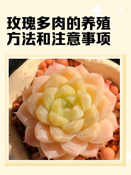 盆栽玫瑰为何生长停滞？-第2张图片-吾爱花网