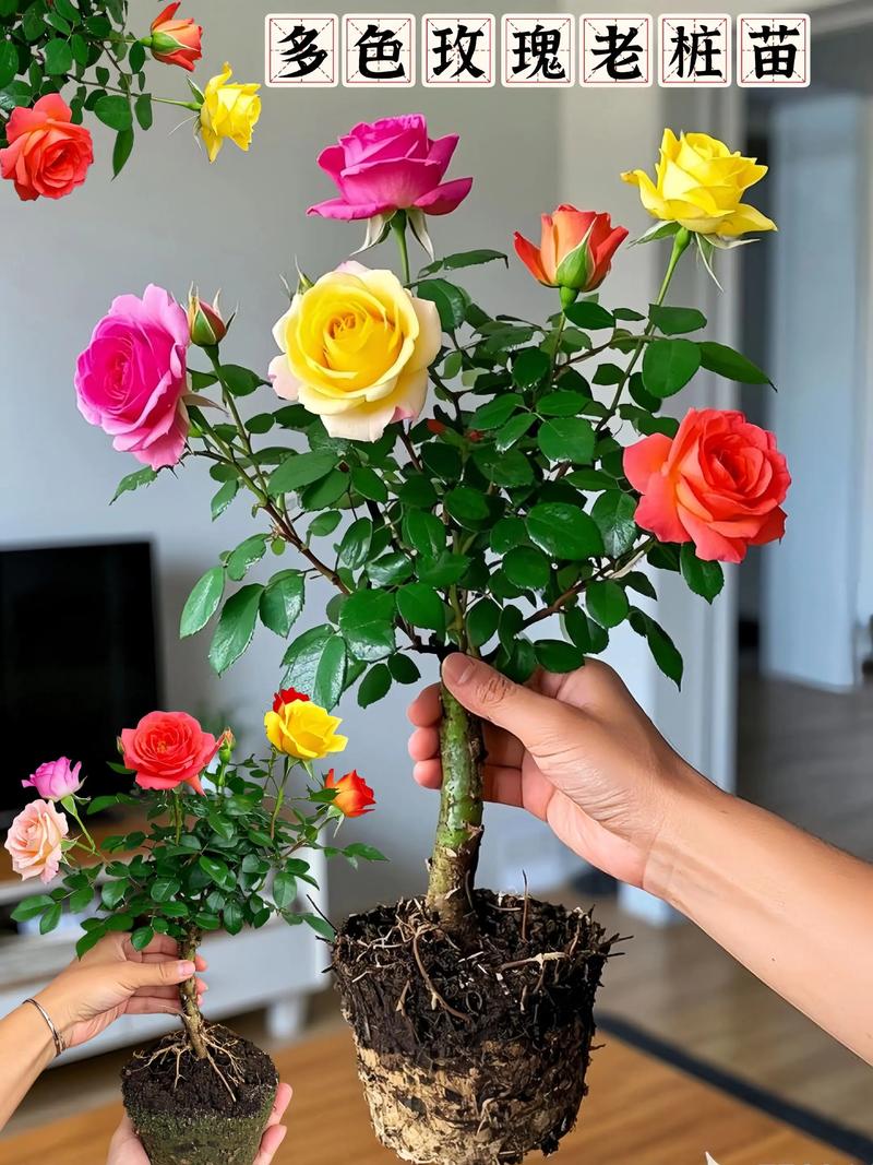 盆栽玫瑰为何生长停滞？-第3张图片-吾爱花网