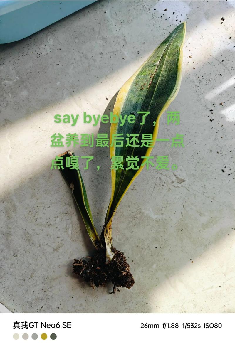 水培虎皮兰新芽怎么移植-第1张图片-吾爱花网 水培虎皮兰新芽怎么移植-第1张图片-吾爱花网