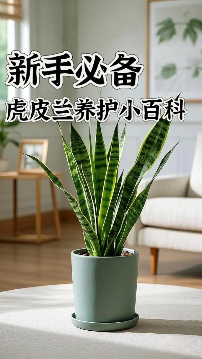 水培虎皮兰新芽怎么移植-第2张图片-吾爱花网