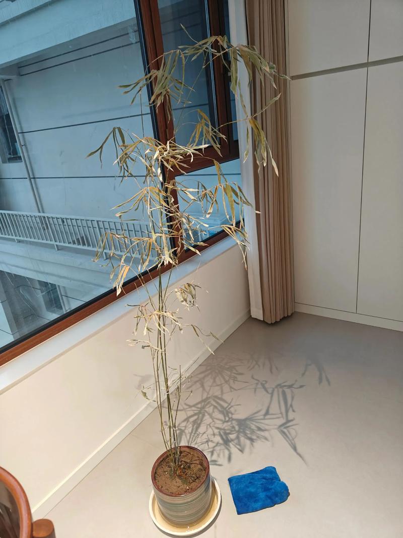 盆栽竹濒危，急救方法有哪些？-第1张图片-吾爱花网