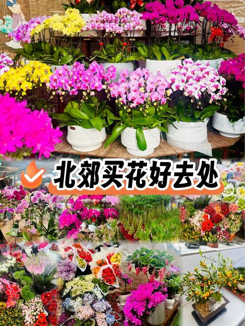 买花草盆栽去哪个网站靠谱？-第2张图片-吾爱花网