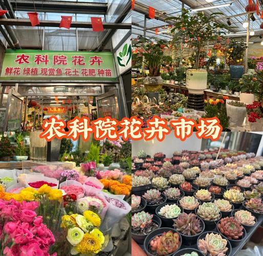 买花草盆栽去哪个网站靠谱？-第1张图片-吾爱花网