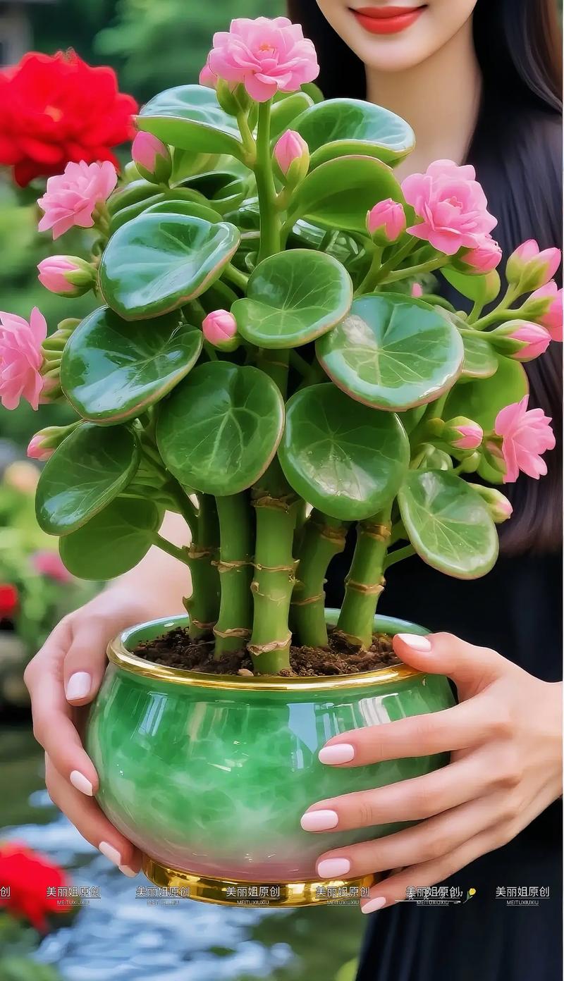 买花草盆栽去哪个网站靠谱？-第3张图片-吾爱花网