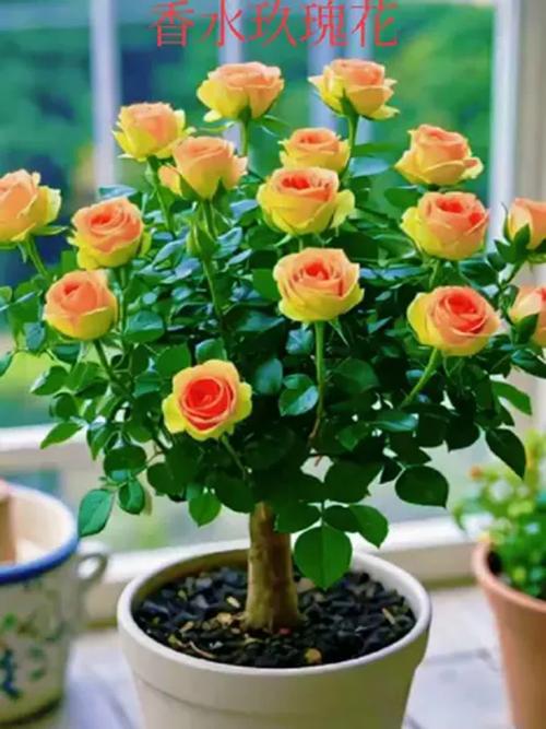 盆栽玫瑰花图片有哪些品种？-第3张图片-吾爱花网