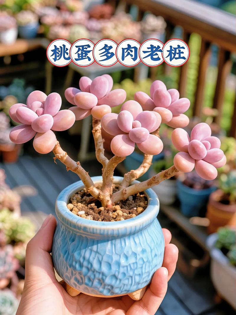 多肉植物选多大尺寸最合适？-第2张图片-吾爱花网