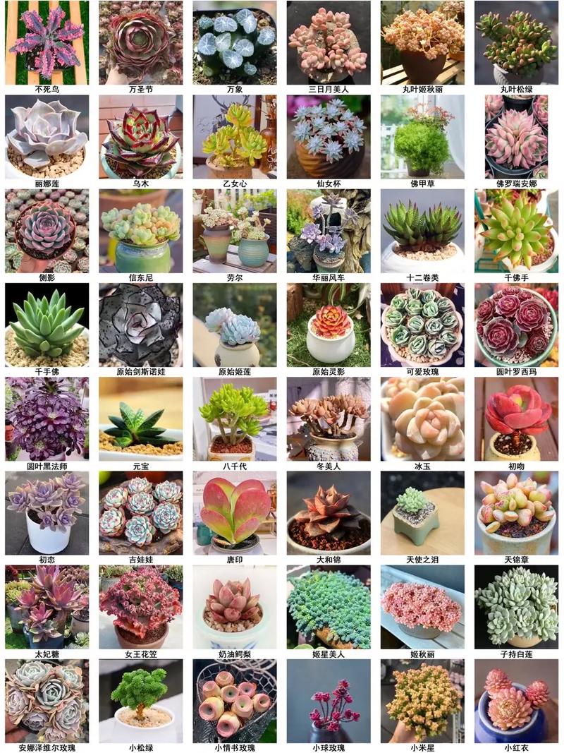 多肉植物选多大尺寸最合适？-第1张图片-吾爱花网