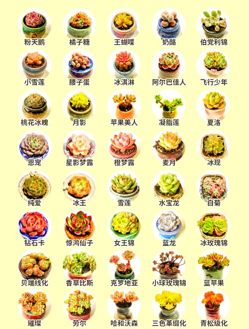 多肉植物选多大尺寸最合适？-第3张图片-吾爱花网