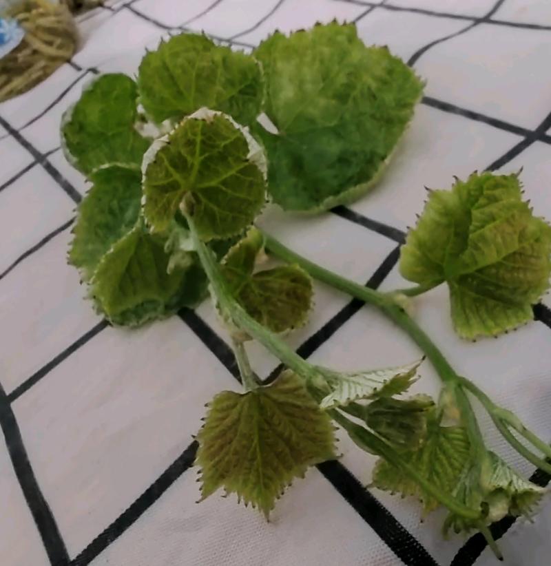 葡萄盆栽叶子干枯打卷-第1张图片-吾爱花网