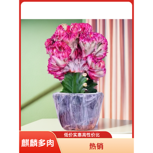 多肉玉麒麟多久能长大-第3张图片-吾爱花网 多肉玉麒麟多久能长大-第3张图片-吾爱花网