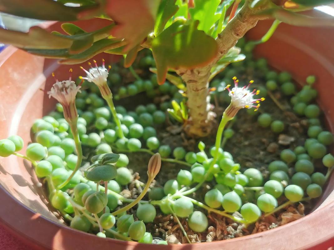 多肉佛珠开花了怎么养-第1张图片-吾爱花网