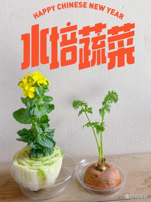 水培白菜盆栽能当观赏植物吗？-第1张图片-吾爱花网