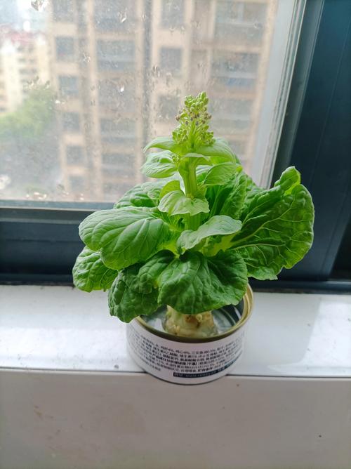 水培白菜盆栽能当观赏植物吗？-第2张图片-吾爱花网