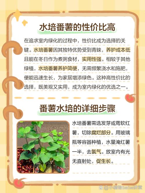 水培番薯水里加什么能促生长？-第1张图片-吾爱花网