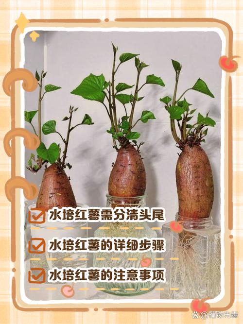 水培番薯水里加什么能促生长？-第2张图片-吾爱花网