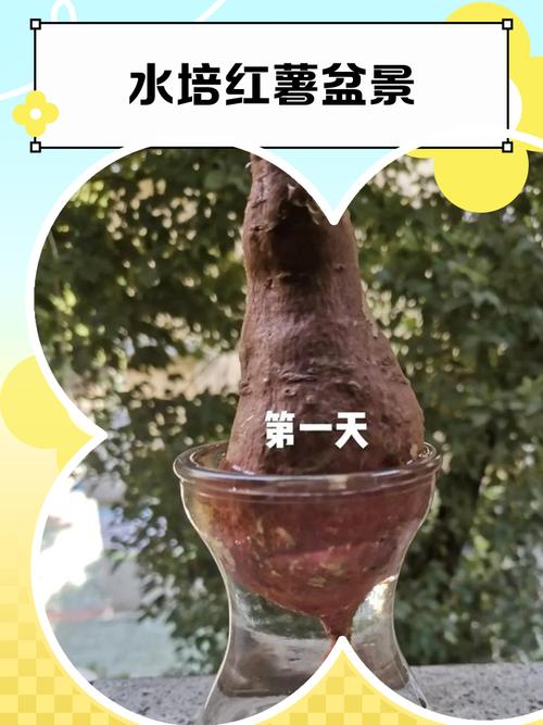 水培番薯水里加什么能促生长？-第3张图片-吾爱花网