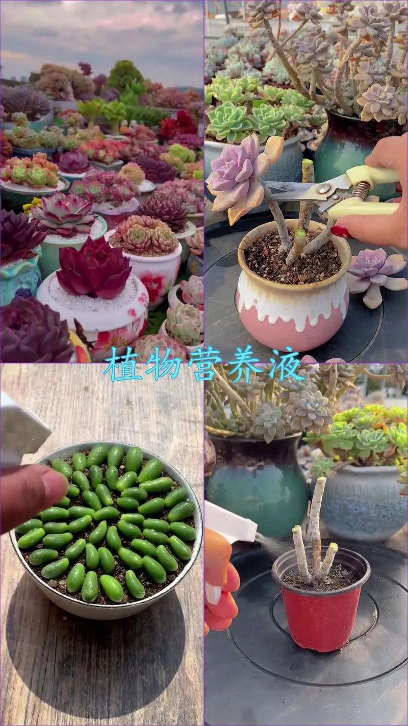 多肉浇什么肥料合适？-第1张图片-吾爱花网