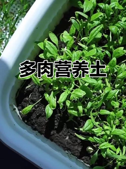 多肉浇什么肥料合适？-第2张图片-吾爱花网