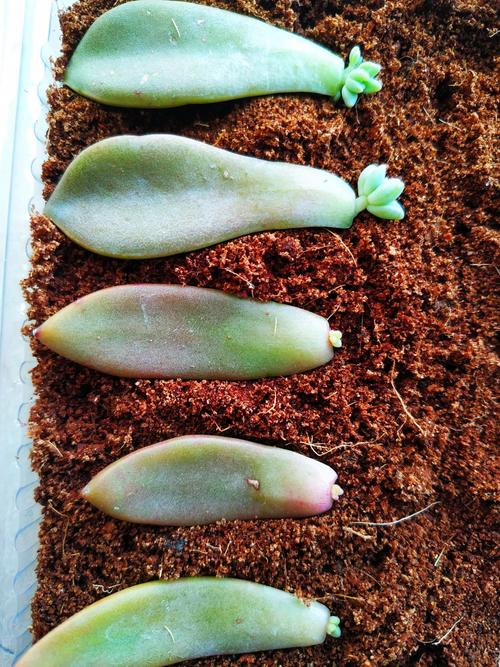 多肉的叶子发芽的图片-第1张图片-吾爱花网