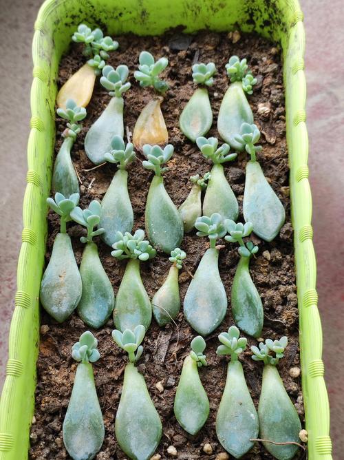 多肉的叶子发芽的图片-第2张图片-吾爱花网