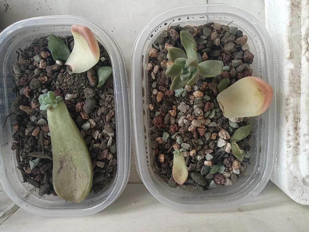 多肉的叶子发芽的图片-第3张图片-吾爱花网