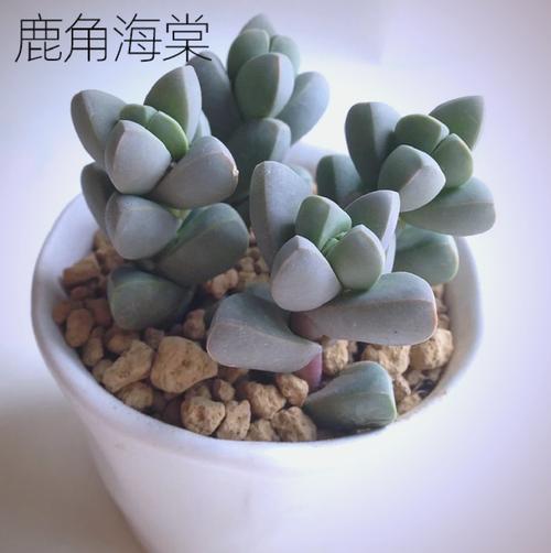 多肉鹿角如何快速开花？-第1张图片-吾爱花网