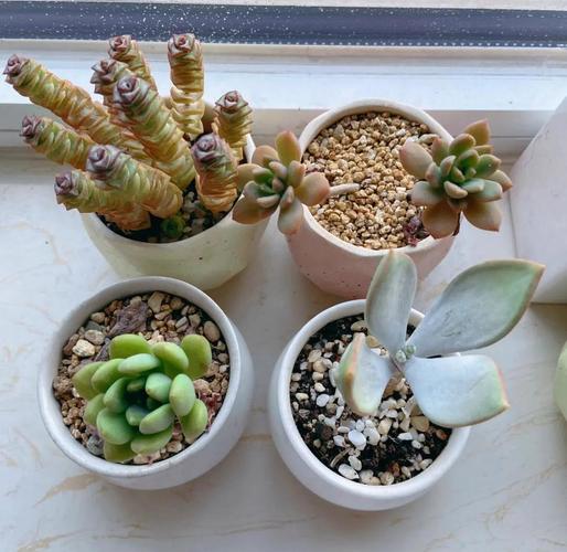 阳台露养多肉要注意哪些细节？-第2张图片-吾爱花网