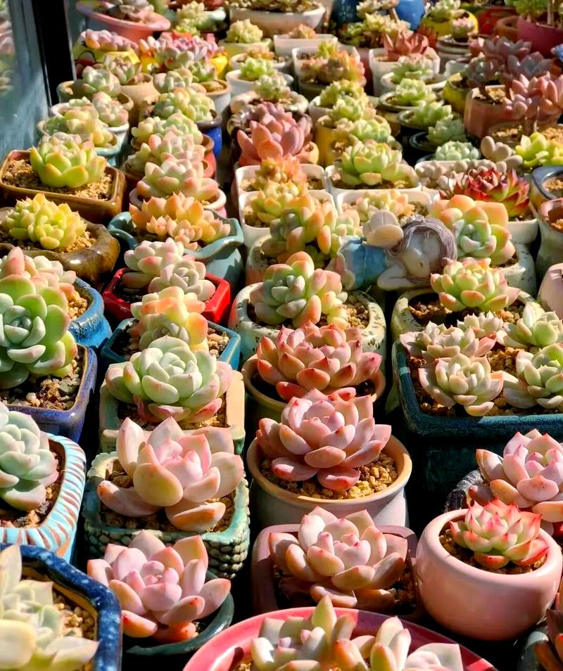 冬天哪些多肉需要搬进室内？-第1张图片-吾爱花网