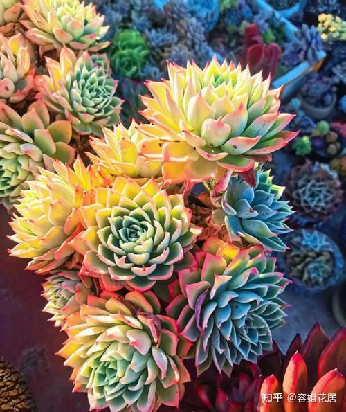 冬天哪些多肉需要搬进室内？-第2张图片-吾爱花网