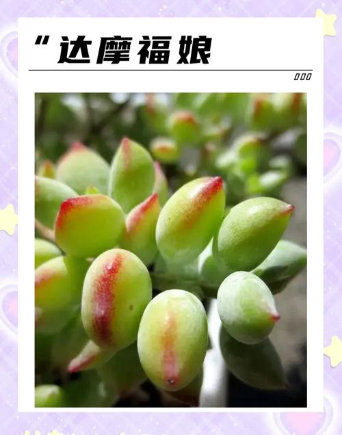 多肉有多少胖胖的种类-第2张图片-吾爱花网