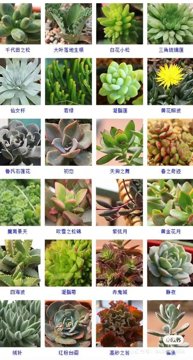多肉有多少胖胖的种类-第3张图片-吾爱花网