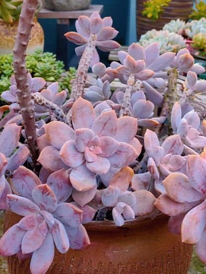 华丽风车多肉有哪些品种？-第1张图片-吾爱花网