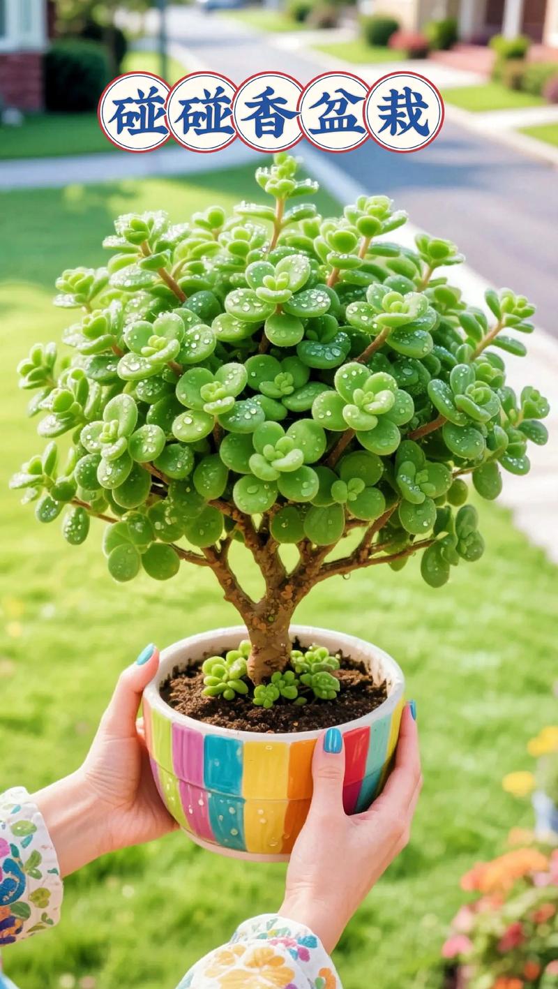 北方最好养的多肉有哪些？-第2张图片-吾爱花网