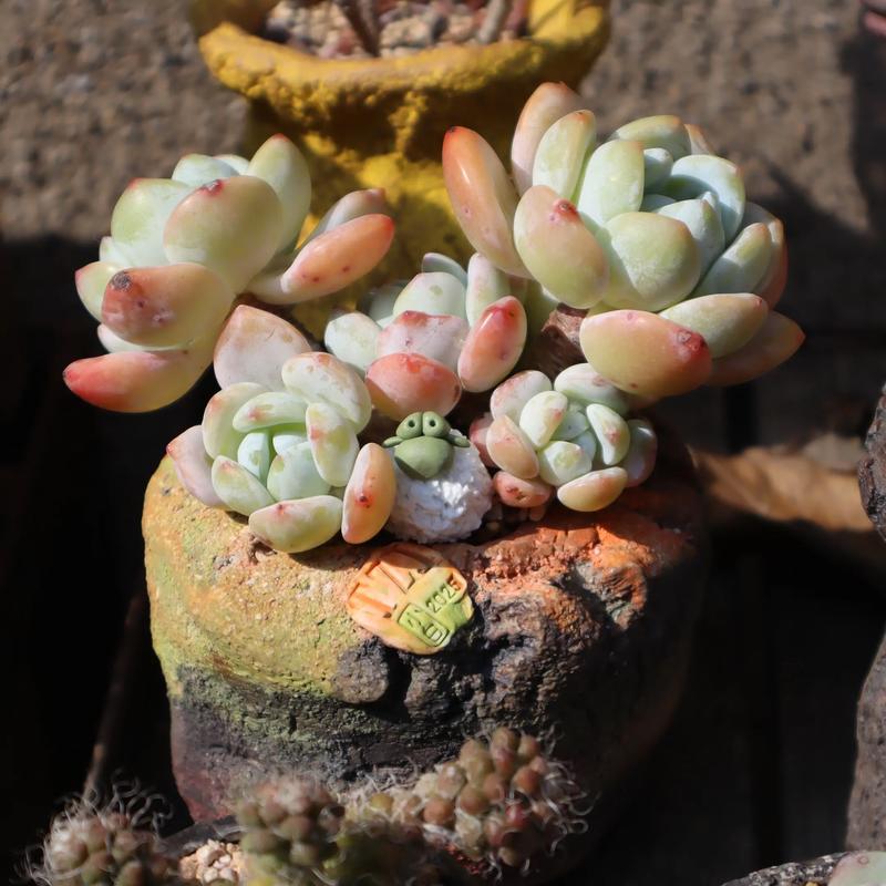 北方最好养的多肉有哪些？-第1张图片-吾爱花网