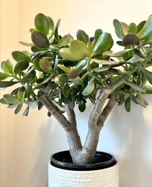 北方最好养的多肉有哪些？-第3张图片-吾爱花网